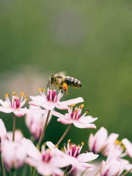 Découvrez les 2 nouvelles entreprises qui étoffent notre guide des entreprises Bio régionales ! 20
