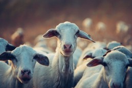 Bio Equitable en France : un nouveau label ! 3