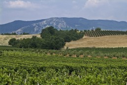 Consultez les Chiffres Clés de la bio 2018 en Occitanie ! 21 Consultez les Chiffres Clés de la bio 2018 en Occitanie ! 21