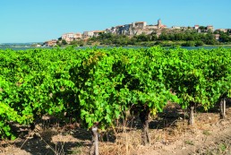 Millésime Bio, le plus grand salon du vin Bio ouvre ses portes le 27/01 prochain ! 15 Millésime Bio, le plus grand salon du vin Bio ouvre ses portes le 27/01 prochain ! 15