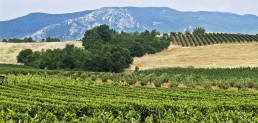 Le marché du vin bio se porte bien ! 17