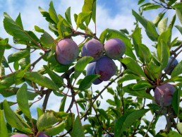 Ouverture de l'appel à projet 22 du Fonds Avenir Bio ! 16
