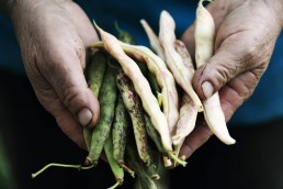 Retrouvez les chiffres clés de la bio 2019 dans les départements occitans 16 Retrouvez les chiffres clés de la bio 2019 dans les départements occitans 16