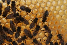 Les Fiches Filières Laits et Apiculture sont en ligne! 11 Les Fiches Filières Laits et Apiculture sont en ligne! 11