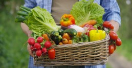 La fiche filière Légumes bio d'Occitanie est en ligne ! 3