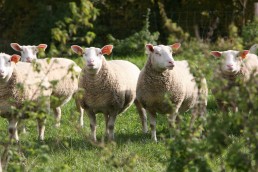 Bio Occitanie - Nouvelle co-présidence 8