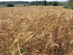 PAC : Des moyens pour la bio à la hauteur des ambitions 6
