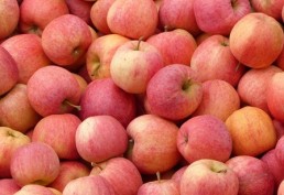 Rendez-vous Tech&Bio le 22 juin au cœur des vergers à Montauban 19