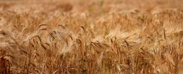 Retours sur le 1er forum régional semences bio ! 22