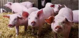 Porc bio d’Occitanie : une petite filière aux besoins importants 12