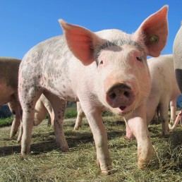 Fiche filière - Porc Bio d'Occitanie 2