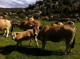 Tout savoir sur les bovins bio régionaux 35