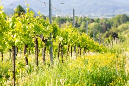 Webinaire sur le pilotage de la fertilisation organique en viticulture biologique 16