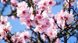 Colloque "Élections Européennes: quelles ambitions pour l'agriculture biologique ? " Mardi 9 avril 14h 2