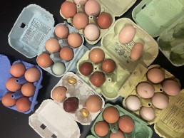 Les Fiches Filières Volaille et Oeuf sont en ligne ! 4