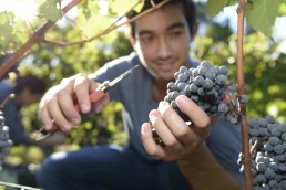RDV ce dimanche 8 septembre pour fêter les Vendanges au Domaine de Candie 13