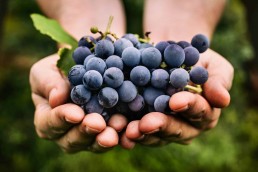 Invitation à la Conférence régionale Viticulture Bio Occitanie organisée en 2 webinaires - jeudis 10 et 17 octobre de 16h à 17h15 9