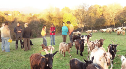 Comment limiter le parasitisme des ruminants ? 2