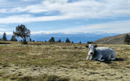 Quelles pistes pour mieux valoriser et différencier la viande bio de l'Est-Pyrénéen ? 5