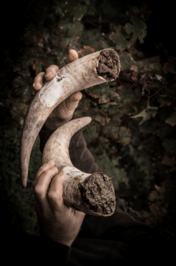 Conduire son exploitation viticole selon les principes de l'agriculture biodynamique 3