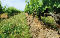 Le travail du sol en viticulture biologique en Occitanie 2