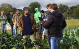 Couverts végétaux en maraichage bio diversifié : trèfles associés aux cultures d'automne/hiver 11