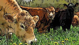Journée portes ouvertes de la ferme expérimentale de Thorigné d'Anjou 3