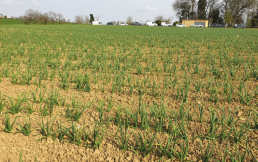 L’ail Bio : situation de la production en Occitanie et débouchés commerciaux 3