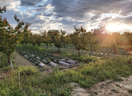 Cultures fruitières et maraîchères bio associées en région Méditerranéenne : Bilan du projet Marforest 2018-2020 19