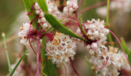 Prolifération de la cuscute, un problème agronomique en Bio 8