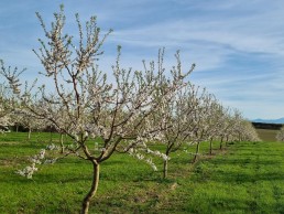 Des résultats innovants dans la protection intégrée de l'amandier en AB 9