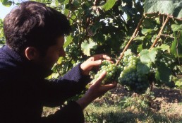 La flavescence dorée en agriculture biologique 11