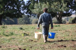 Méteils grains - Un levier stratégique pour les éleveurs - Retour sur la journée INNOV'ACTION du 2 octobre 2018 à Valériès, TARN 13