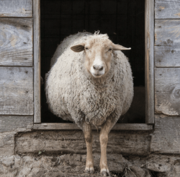 Le Photopériodisme pour améliorer la lutte des agnelles en contre-saison : un essai qui a fait ses preuves 14