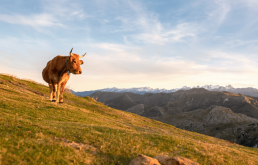 Rencontre marché bio, loi EGalim 2 et contractualisation : quels changements pour la filière viande bovine ? 15
