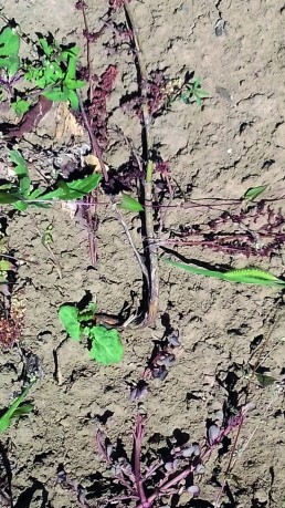 Gestion du Rumex en Agriculture Biologique 1