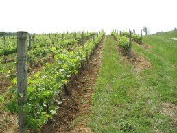 L'utilisation du cuivre en viticulture biologique - Résultats de l'enquête 2018 menée en Occitanie 3 L'utilisation du cuivre en viticulture biologique - Résultats de l'enquête 2018 menée en Occitanie 3