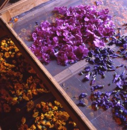 Venez rencontrer les exposants - Salon "Plantes et ingrédients naturels" - 1er avril 2026 25