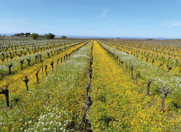 Ce qu'il faut savoir pour piloter la fertilisation en viticulture biologique 10