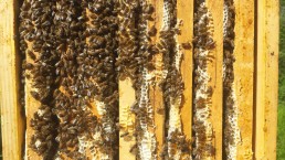 Interbio Occitanie et l'ensemble de la filière bio saluent la nouvelle position du Gouvernement en faveur du maintien de l'Agence BIO 11