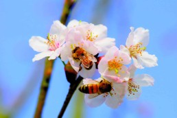 Le cahier des charges Bio en apiculture : évolutions et incertitudes 4