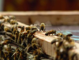 Changement climatique : quel impact sur l'apiculture ? 9