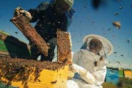 Accompagner vers l'apiculture Bio en Occitanie 9