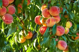 Des pratiques agroécologiques innovantes en Occitanie 1