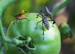 Lutter contre les bio-agresseurs en maraîchage biologique 8