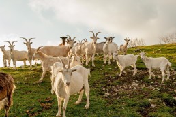 Dossier élevages - Comment limiter le parasitisme des ruminants ? 1