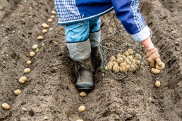 Proposer toute l'année de la pomme de terre Bio 9