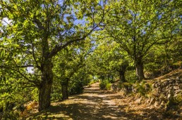 Débroussaillage des sous-bois et valorisation des matières ligneuses - Le projet du GIEE du Larzac pour l'agro-sylvo-pastoralisme 12