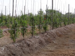 FOCUS Technique Vergers : maîtriser l’irrigation et l’enherbement sur le rang par l’installation d’un mulch 13 FOCUS Technique Vergers : maîtriser l’irrigation et l’enherbement sur le rang par l’installation d’un mulch 13