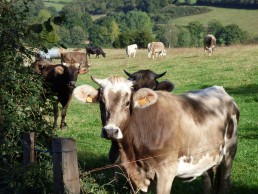 Projet Otoveil - L'équilibrage sanitaire en élevage biologique, un idéal ? Comment y parvenir ? 2 Projet Otoveil - L'équilibrage sanitaire en élevage biologique, un idéal ? Comment y parvenir ? 2